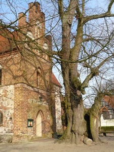 Kirche mit alter Linde